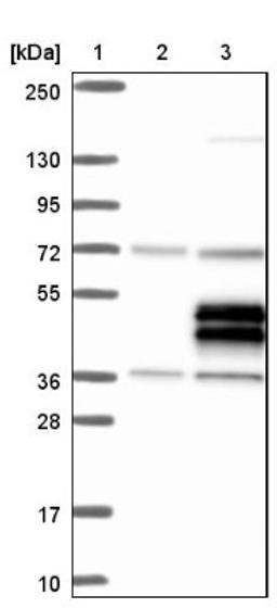 Western Blot: TRIML2 Antibody [NBP1-92531] - Lane 1: Marker [kDa] 250, 130, 95, 72, 55, 36, 28, 17, 10<br/>Lane 2: Negative control (vector only transfected HEK293T lysate)<br/>Lane 3: Over-expression lysate (Co-expressed with a C-terminal myc-DDK tag (~3.1 kDa) in mammalian HEK293T cells, LY406464)