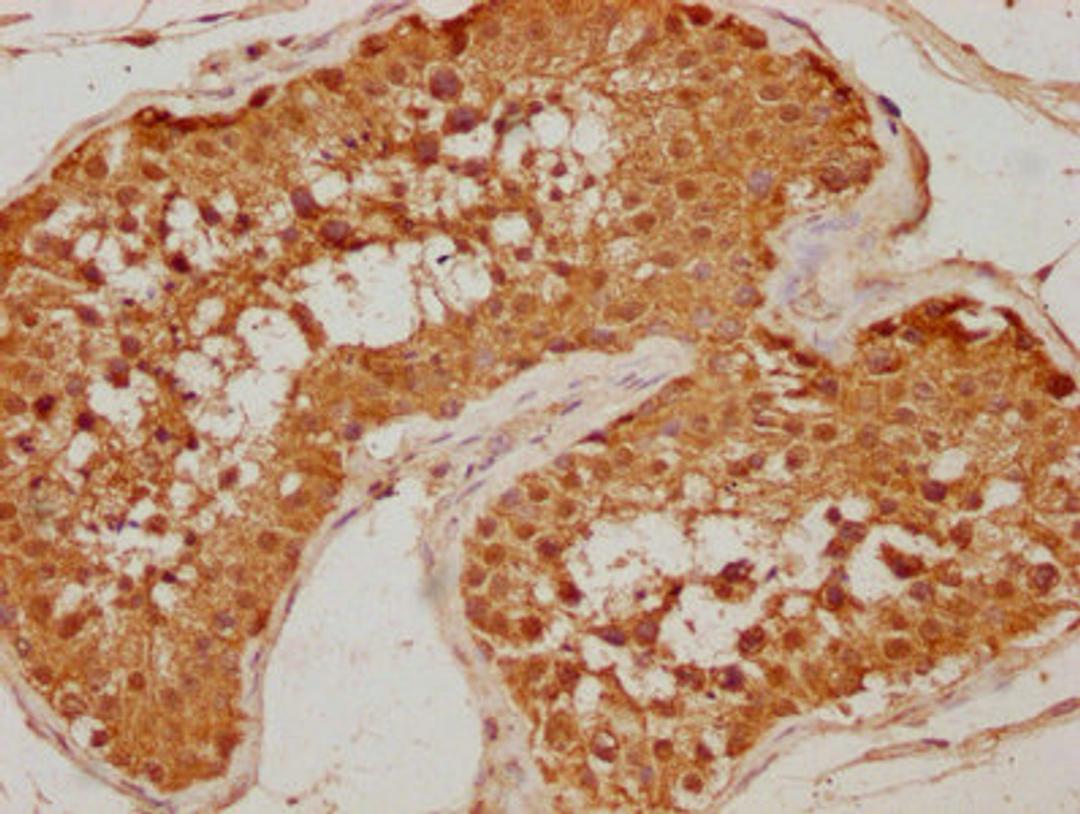 IHC image of CSB-PA007570OA01HU diluted at 1:500 and staining in paraffin-embedded human testis tissue performed on a Leica BondTM system. After dewaxing and hydration, antigen retrieval was mediated by high pressure in a citrate buffer (pH 6.0). Section was blocked with 10% normal goat serum 30min at RT. Then primary antibody (1% BSA) was incubated at 4°C overnight. The primary is detected by a biotinylated secondary antibody and visualized using an HRP conjugated SP system.