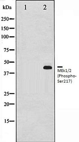 Western blot analysis of 293 whole cell lysates using MEK1/2 (Phospho-Ser217) antibody, The lane on the left is treated with the antigen-specific peptide.