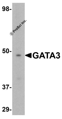 Western blot analysis of GATA3 in K562 cell lysate with GATA3 antibody at 1 μg/mL.