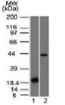 Western blot testing of 1) a partial recombinant protein and 2) human liver lysate with Aurora B antibody (clone AURKB/1521). Predicted molecular weight: 39-45 kDa