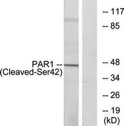 Western blot analysis of extracts from Jurkat cells using PAR1 (Cleaved-Ser42) antibody