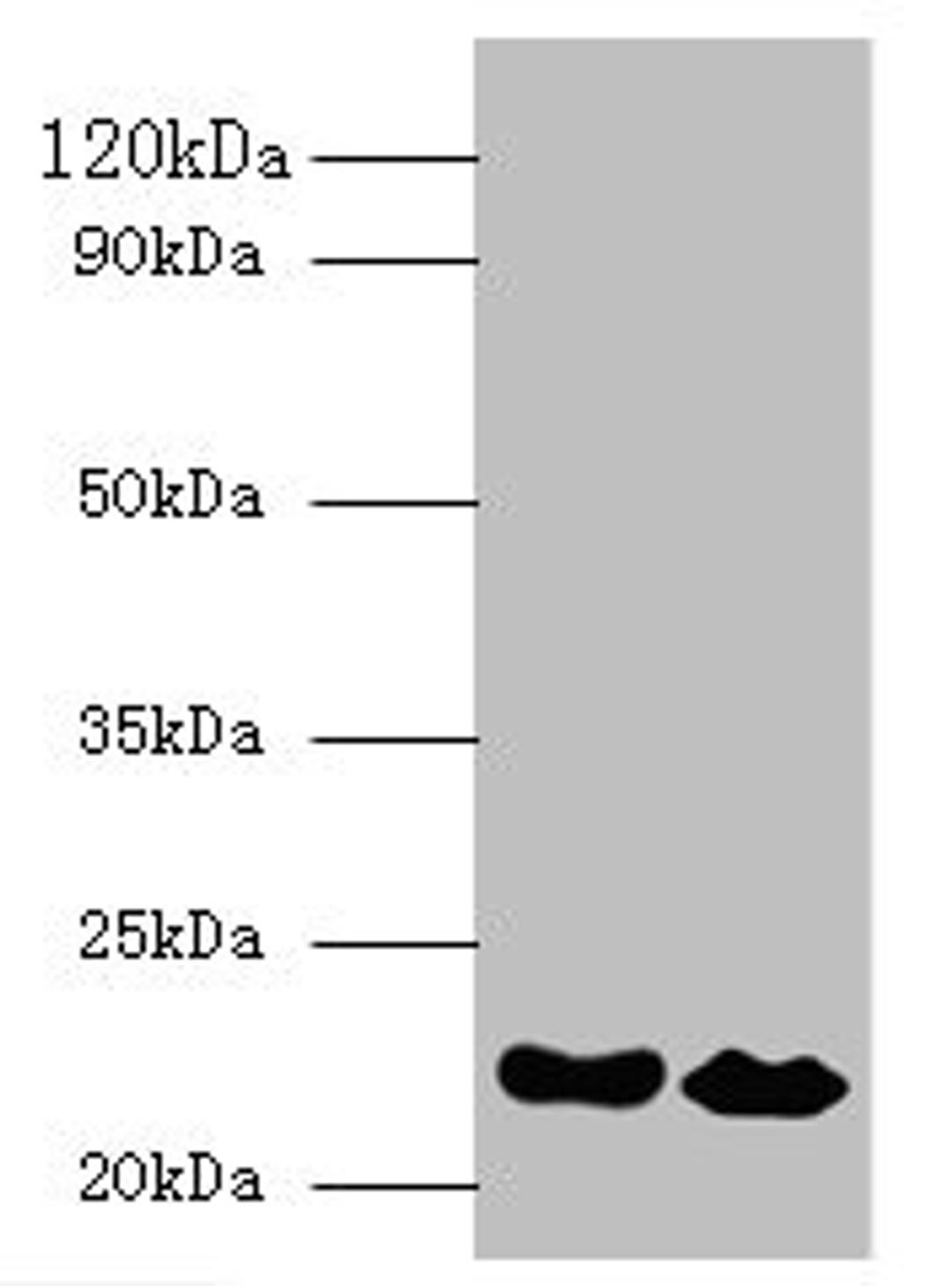 Western blot. All lanes: IFNA21 antibody at 2µg/ml. Lane 1: NIH/3T3 whole cell lysate. Lane 2: HepG2 whole cell lysate. Secondary. Goat polyclonal to rabbit IgG at 1/10000 dilution. Predicted band size: 22 kDa. Observed band size: 22 kDa