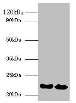Western blot. All lanes: IFNA21 antibody at 2µg/ml. Lane 1: NIH/3T3 whole cell lysate. Lane 2: HepG2 whole cell lysate. Secondary. Goat polyclonal to rabbit IgG at 1/10000 dilution. Predicted band size: 22 kDa. Observed band size: 22 kDa