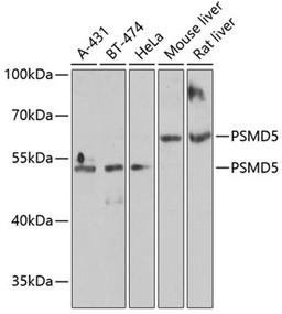 Western blot - PSMD5 antibody (A6954)