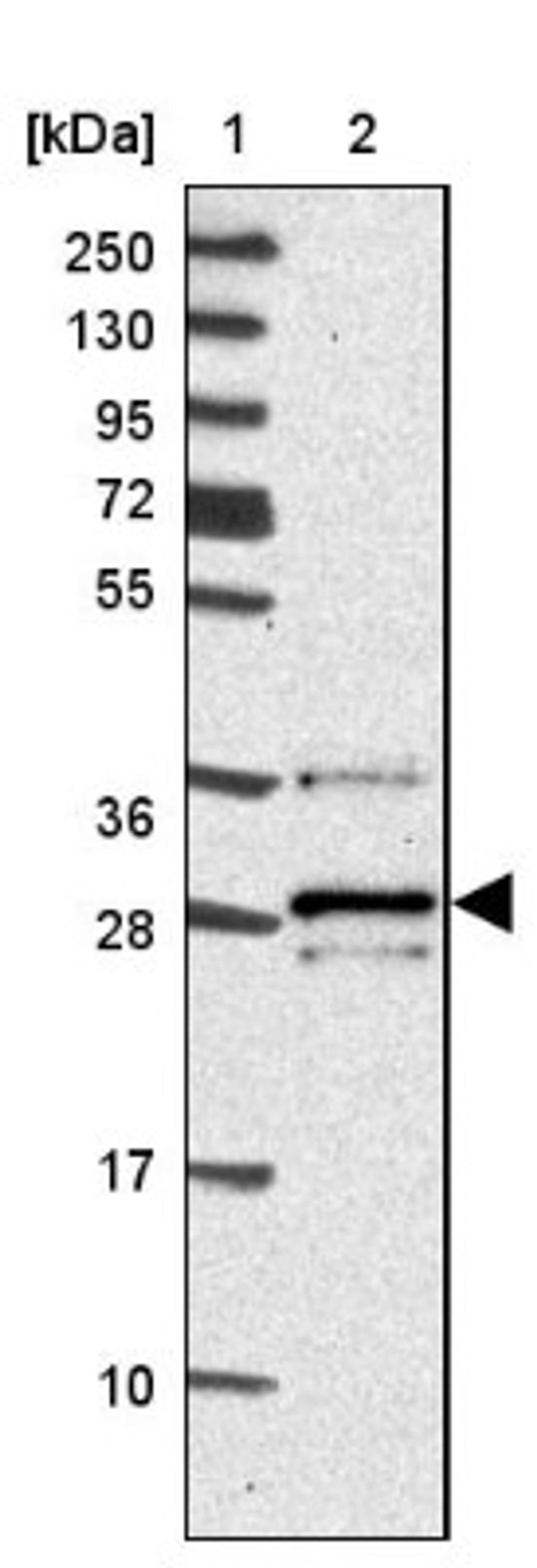 Western Blot: VTI1B Antibody [NBP2-33414] - Lane 1: Marker [kDa] 250, 130, 95, 72, 55, 36, 28, 17, 10<br/>Lane 2: Human cell line RT-4