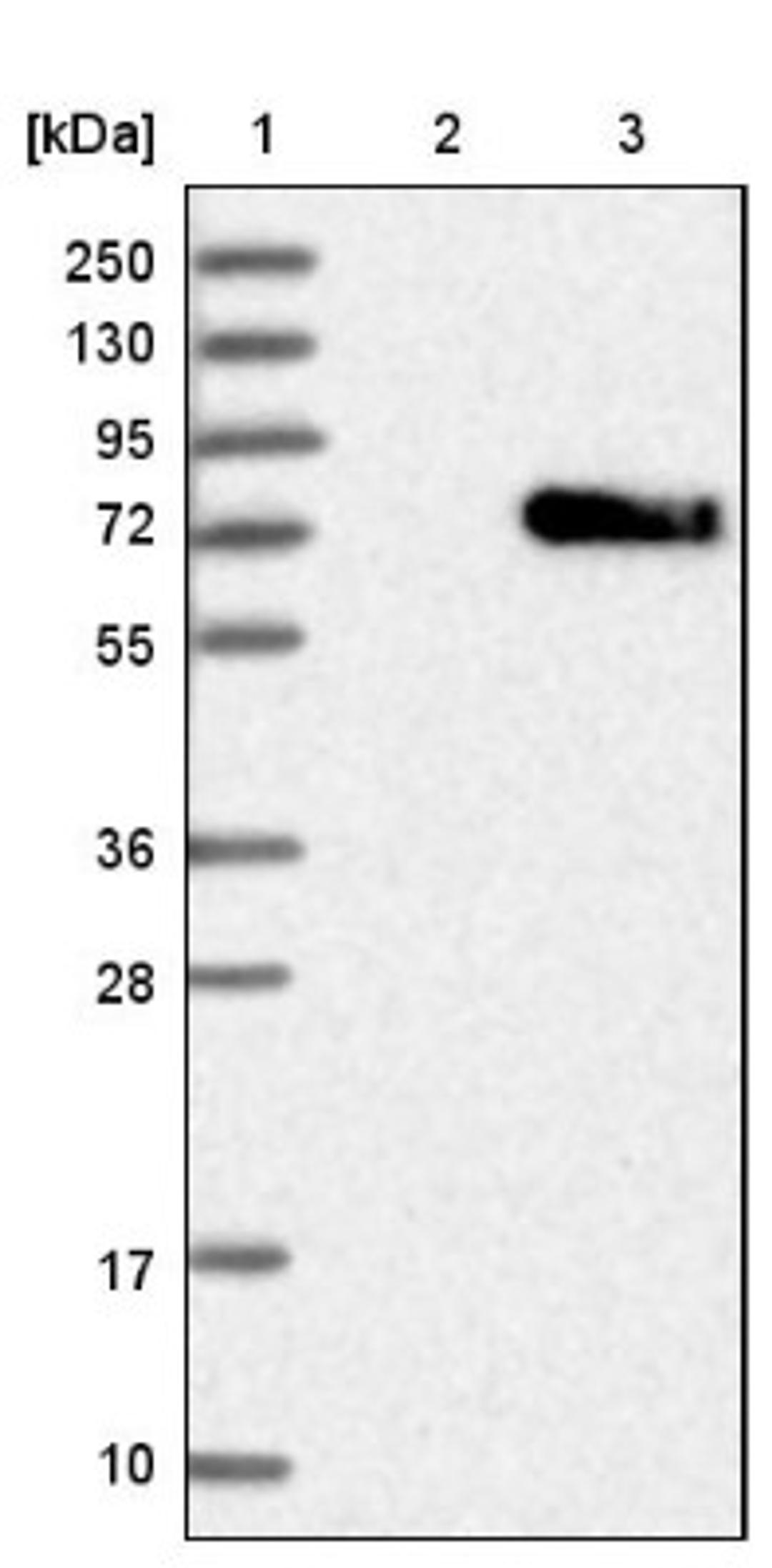 Western Blot: ENTPD2 Antibody [NBP1-85752] - Lane 1: Marker [kDa] 250, 130, 95, 72, 55, 36, 28, 17, 10<br/>Lane 2: Negative control (vector only transfected HEK293T lysate)<br/>Lane 3: Over-expression lysate (Co-expressed with a C-terminal myc-DDK tag (~3.1 kDa) in mammalian HEK293T cells, LY404281)