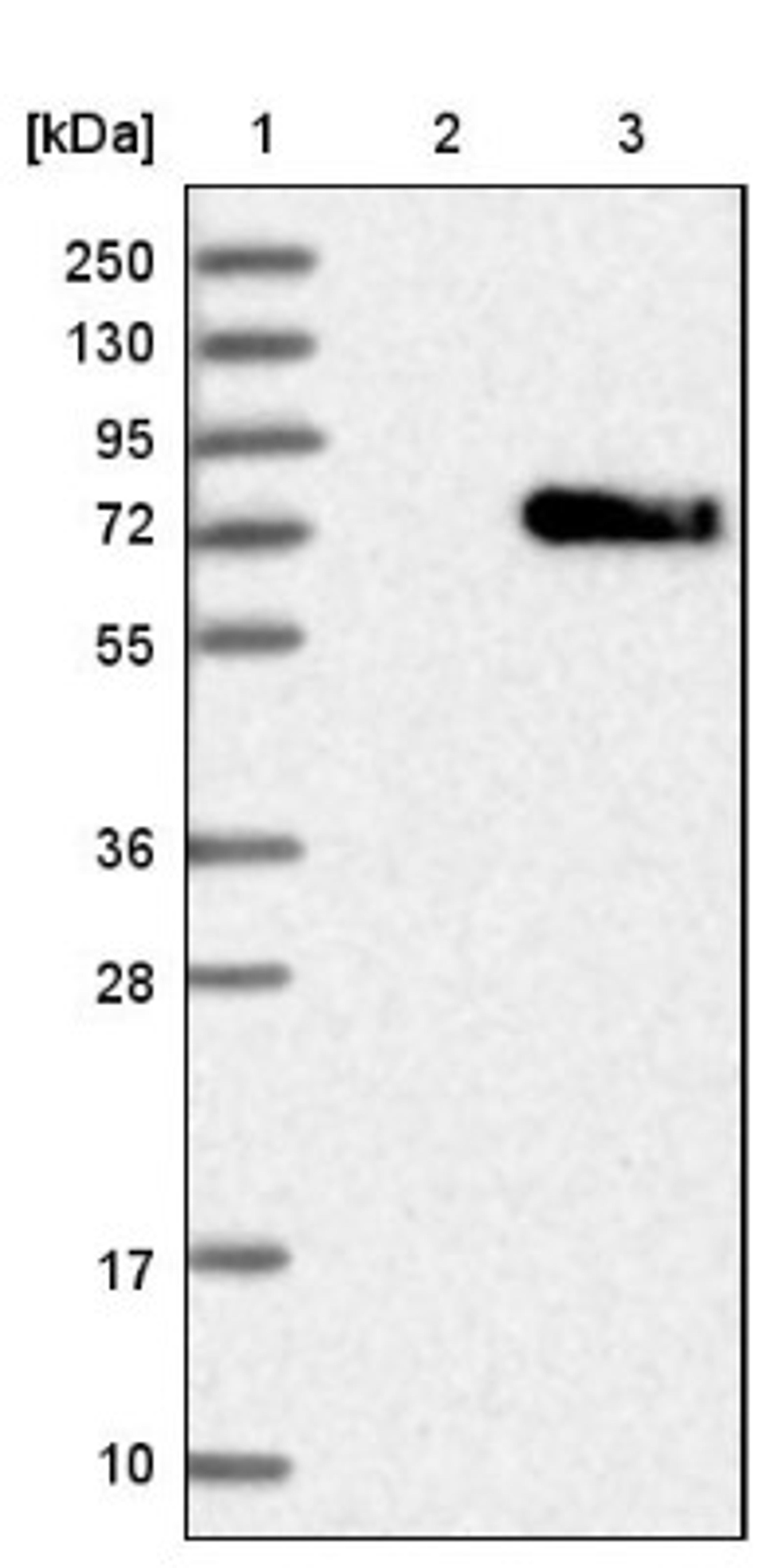 Western Blot: ENTPD2 Antibody [NBP1-85752] - Lane 1: Marker [kDa] 250, 130, 95, 72, 55, 36, 28, 17, 10<br/>Lane 2: Negative control (vector only transfected HEK293T lysate)<br/>Lane 3: Over-expression lysate (Co-expressed with a C-terminal myc-DDK tag (~3.1 kDa) in mammalian HEK293T cells, LY404281)