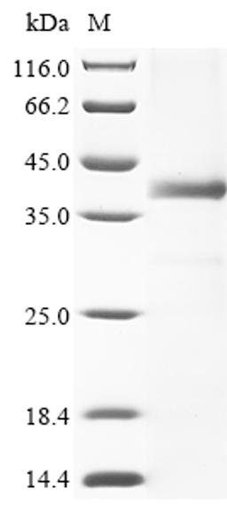 (Tris-Glycine gel) Discontinuous SDS-PAGE (reduced) with 5% enrichment gel and 15% separation gel.
