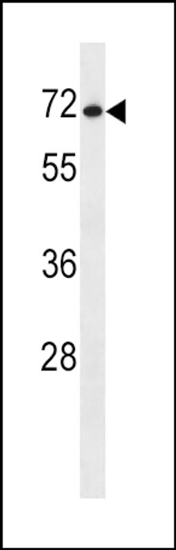 Western blot analysis in NCI-H460 cell line lysates (35ug/lane).