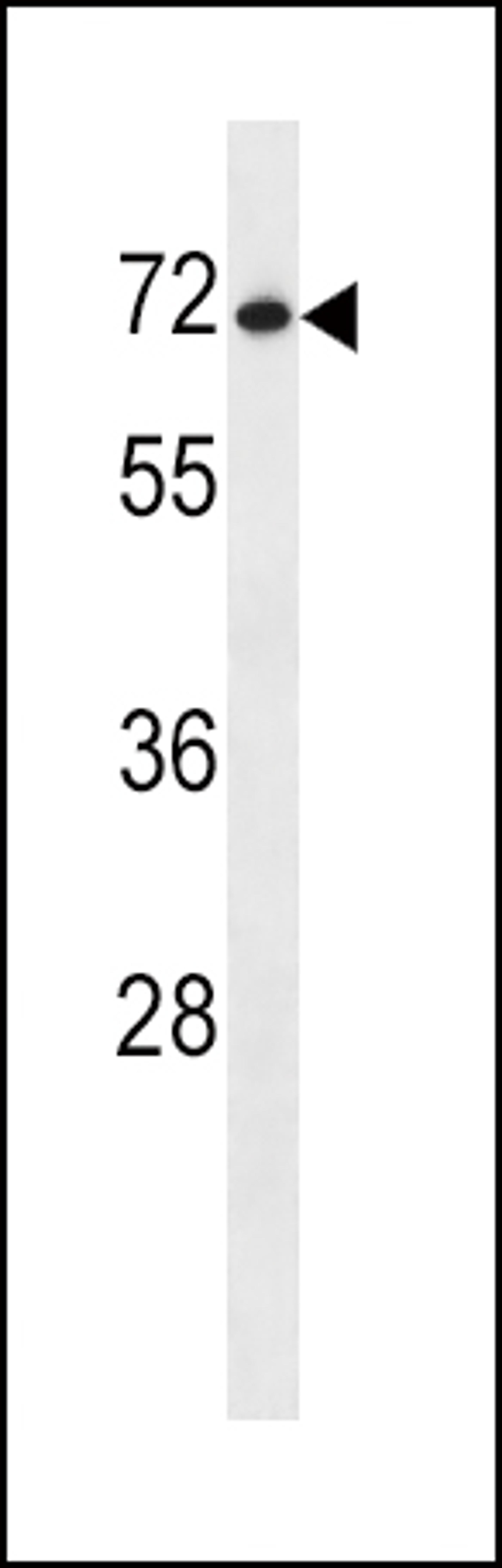 Western blot analysis in NCI-H460 cell line lysates (35ug/lane).