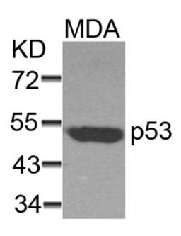 Western blot analysis of lysed extracts from MDA cells using p53 (Ab-37).