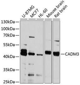 Western blot - CADM3 antibody (A4902)