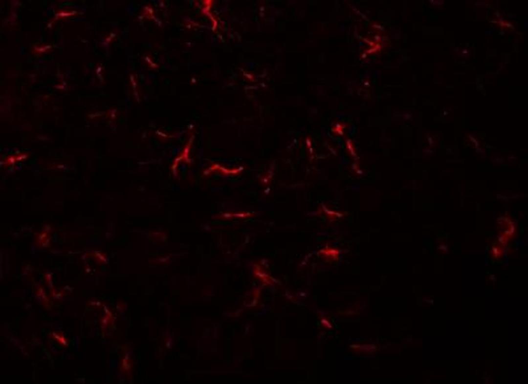 Immunocytochemistry/Immunofluorescence: VENTX Antibody [NBP1-77192] - Immunofluorescence of VENTX in rat brain tissue with VENTX antibody at 20 ug/mL.