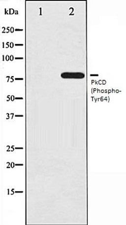 Western blot analysis of HepG2 whole cell lysates using PKCD (Phospho-Tyr64) antibody, The lane on the left is treated with the antigen-specific peptide.