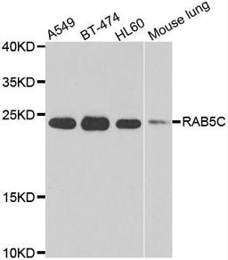 Western blot analysis of extracts of various cell lines using RAB5C antibody