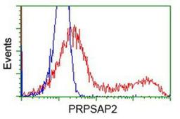 Flow Cytometry: PRPSAP2 Antibody (1E3) [NBP2-02893] - HEK293T cells transfected with either overexpression plasmid (Red) or empty vector control plasmid (Blue) were immunostained by anti-PRPSAP2 antibody, and then analyzed by flow cytometry.