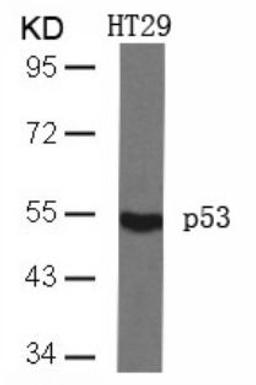 Western blot analysis of lysed extracts from HT29 cells using p53 (Ab-46).