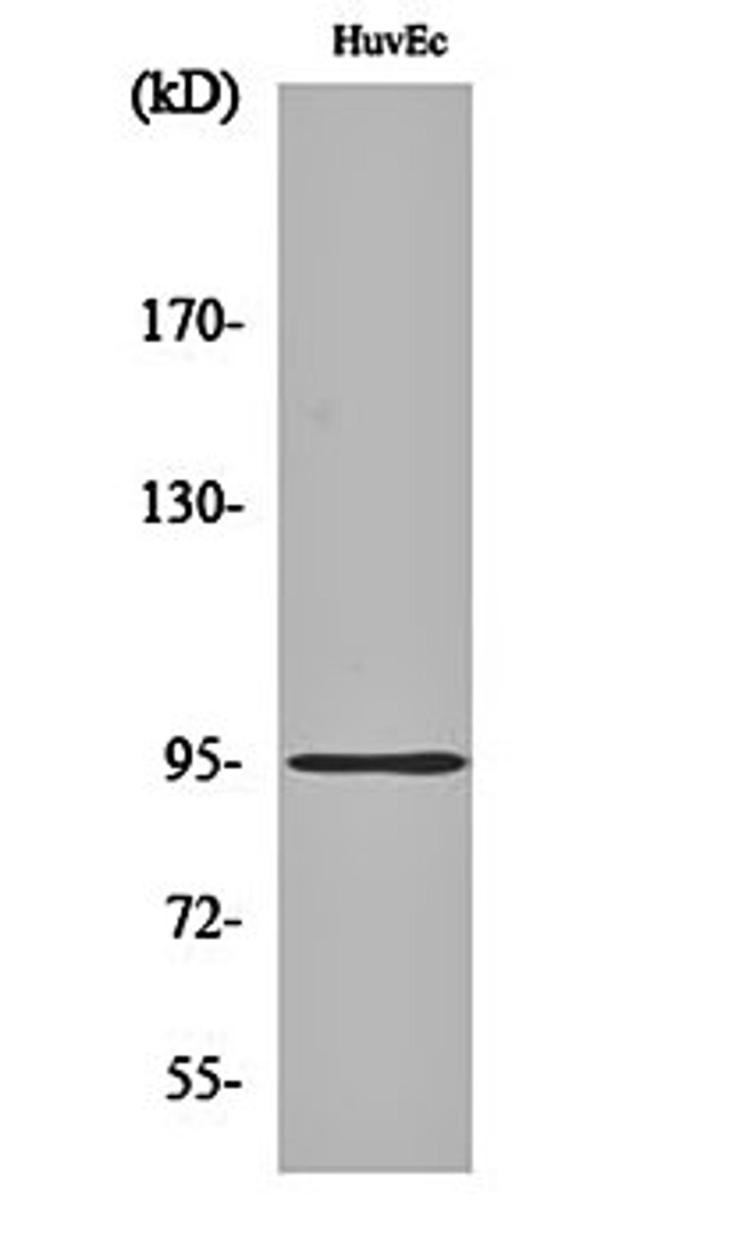 Western blot analysis of HuvEc cell lysates using Cadherin-26 antibody