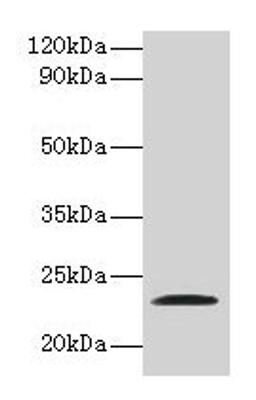 Western blot. All lanes: JAM2 antibody at 2µg/ml + Recombinant Junctional adhesion molecule B protein. Secondary. Goat polyclonal to rabbit IgG at 1/10000 dilution. Predicted band size: 34, 30, 35 kDa. Observed band size: 23 kDa