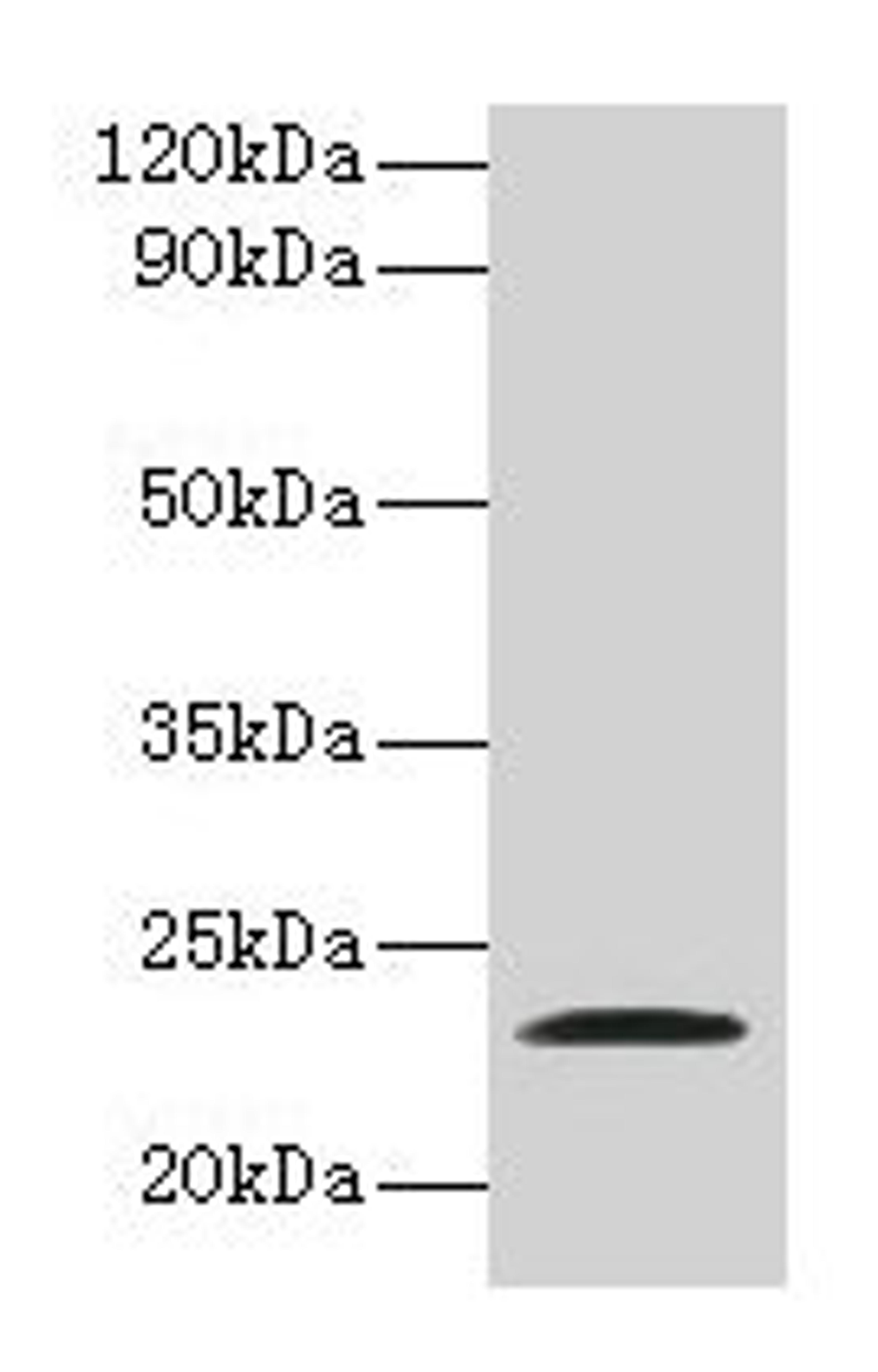 Western blot. All lanes: JAM2 antibody at 2µg/ml + Recombinant Junctional adhesion molecule B protein. Secondary. Goat polyclonal to rabbit IgG at 1/10000 dilution. Predicted band size: 34, 30, 35 kDa. Observed band size: 23 kDa