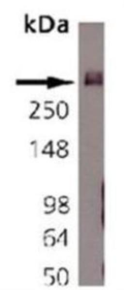 Western Blot: Bassoon Antibody (SAP7F407) [NB120-13249] - Rat brain tissue lysate.