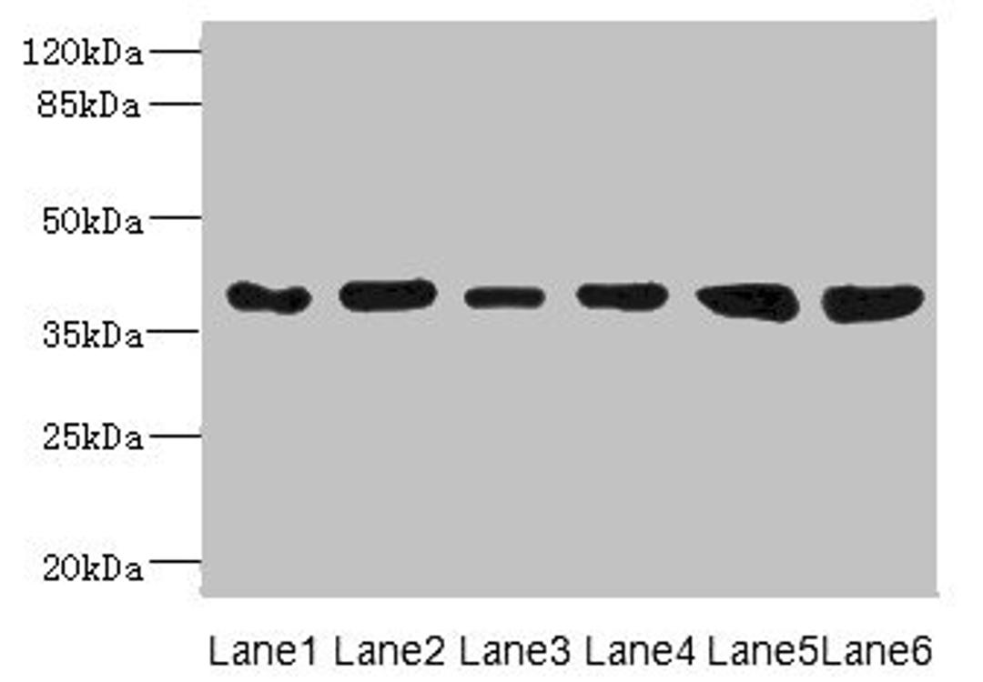 Western blot. All lanes: TIMM50 antibody at 4.05µg/ml. Lane 1: Rat heart tissue. Lane 2: MM231 whole cell lysate. Lane 3: MCF-7 whole cell lysate. Lane 4: Hela whole cell lysate. Lane 5: 293T whole cell lysate. Lane 6: HepG2 whole cell lysate. Secondary. Goat polyclonal to rabbit IgG at 1/10000 dilution. Predicted band size: 40, 51, 28 kDa. Observed band size: 40 kDa