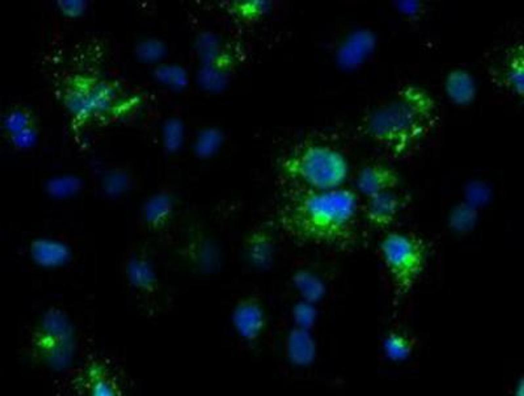 Immunocytochemistry: Noggin Antibody (1H8) [NBP1-47881] - Staining of COS7 cells transiently transfected by pCMV6-ENTRY Noggin.