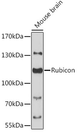 Western blot - Rubicon antibody (A13169)