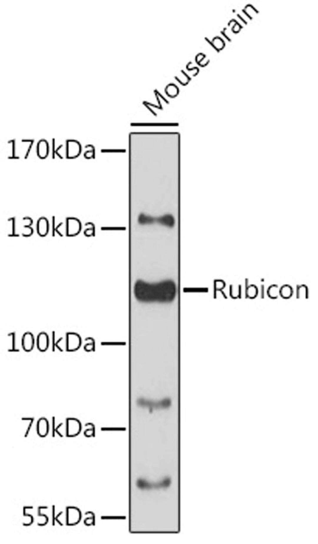 Western blot - Rubicon antibody (A13169)
