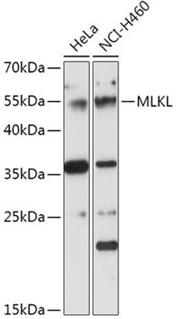 Western blot - MLKL antibody (A17312)