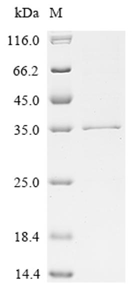 (Tris-Glycine gel) Discontinuous SDS-PAGE (reduced) with 5% enrichment gel and 15% separation gel.