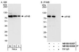 Western Blot: eIF4B Antibody [NB100-93308] - Detection of Human eIF4B on HeLa whole cell lysate using NB100-93308. eIF4B was also  immunoprecipitated by rabbit anti-eIF4B antibody NB100-93307.