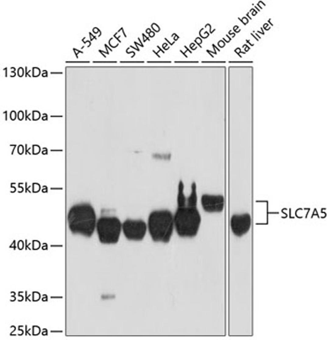 Western blot - SLC7A5 antibody (A2833)