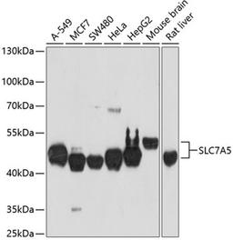 Western blot - SLC7A5 antibody (A2833)