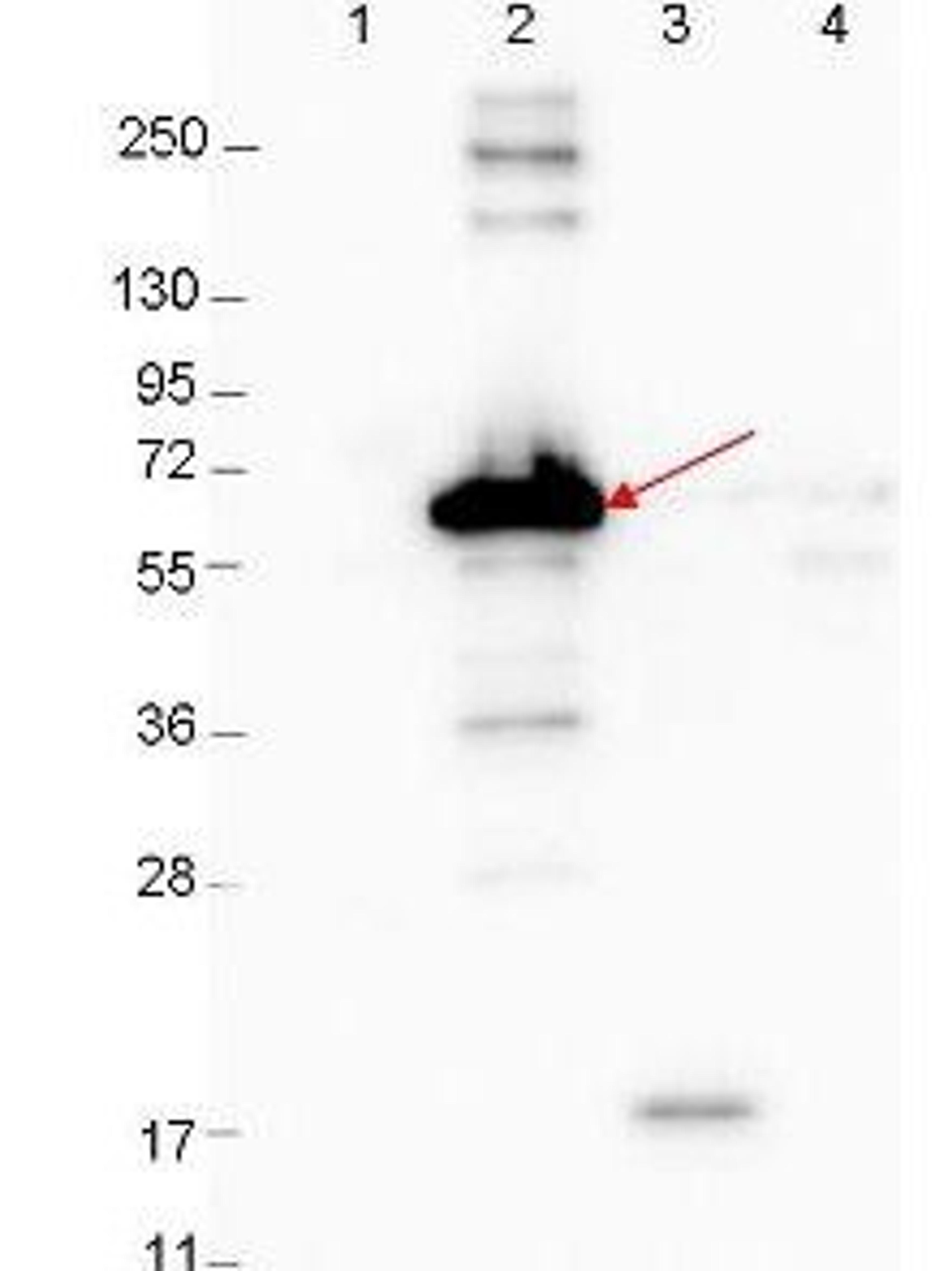 Western blot analysis of Molecular weight markers MBP-DbpA fusion protein (arrow; expected MW: 60.9 kDa) using DBP A antibody