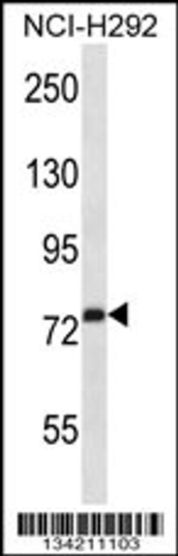 Western blot analysis in NCI-H292 cell line lysates (35ug/lane).