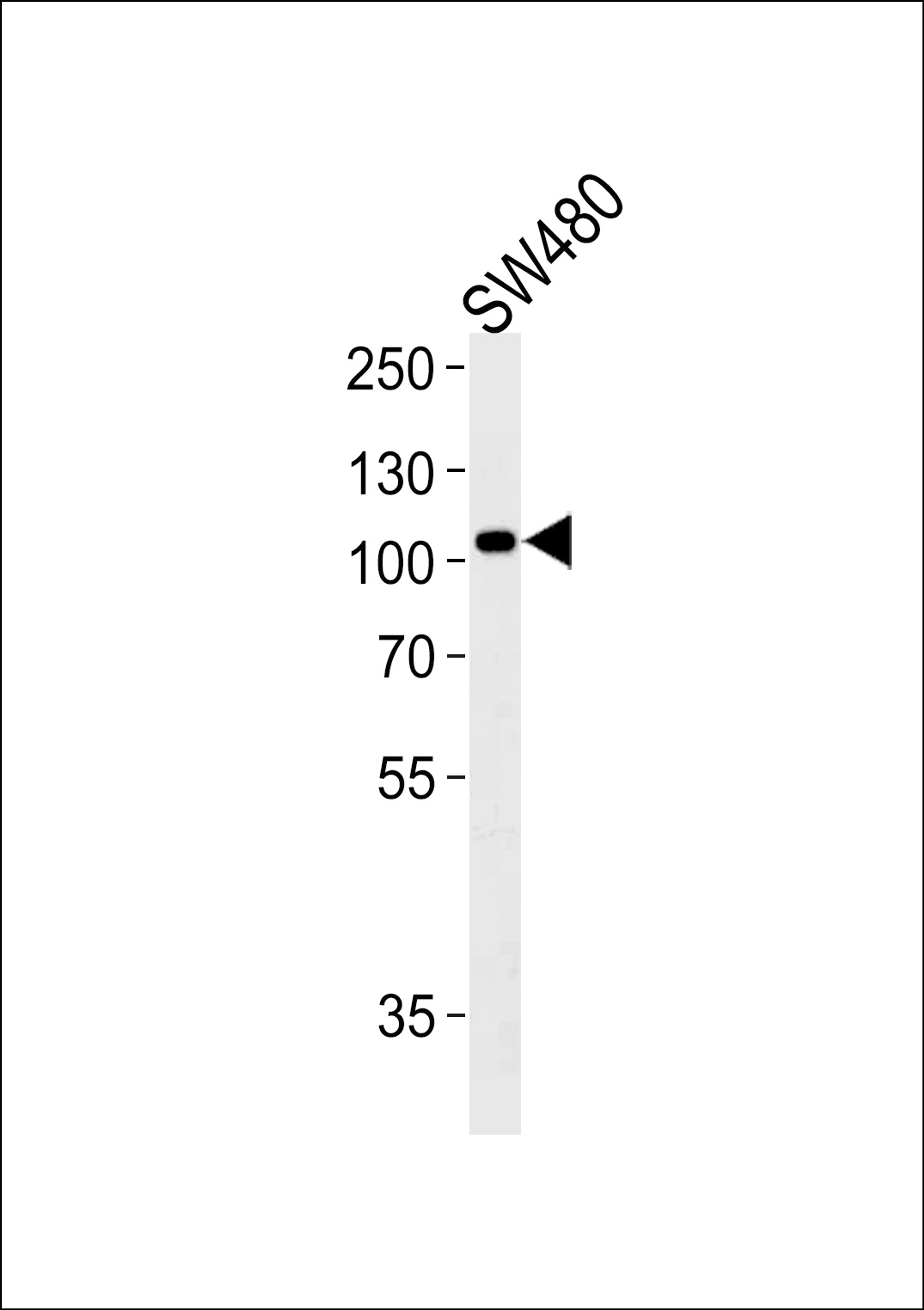 Western blot analysis of lysate from SW480 cell line,using LRP12 Antibody at 1:1000 at each lane