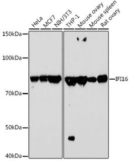 Western blot - IFI16 antibody (A2007)