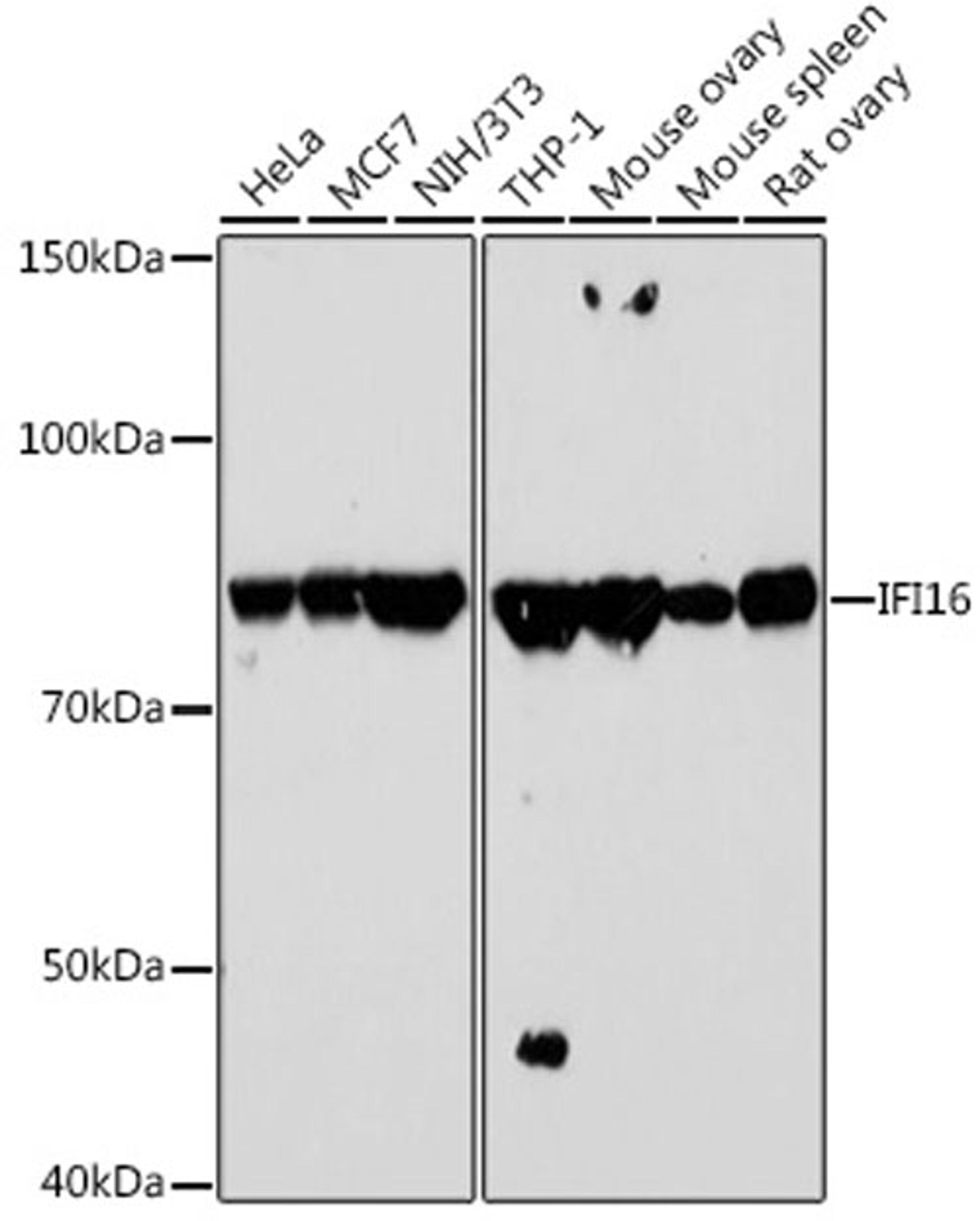 Western blot - IFI16 antibody (A2007)