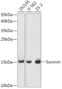 Western blot - Survivin antibody (A1551)