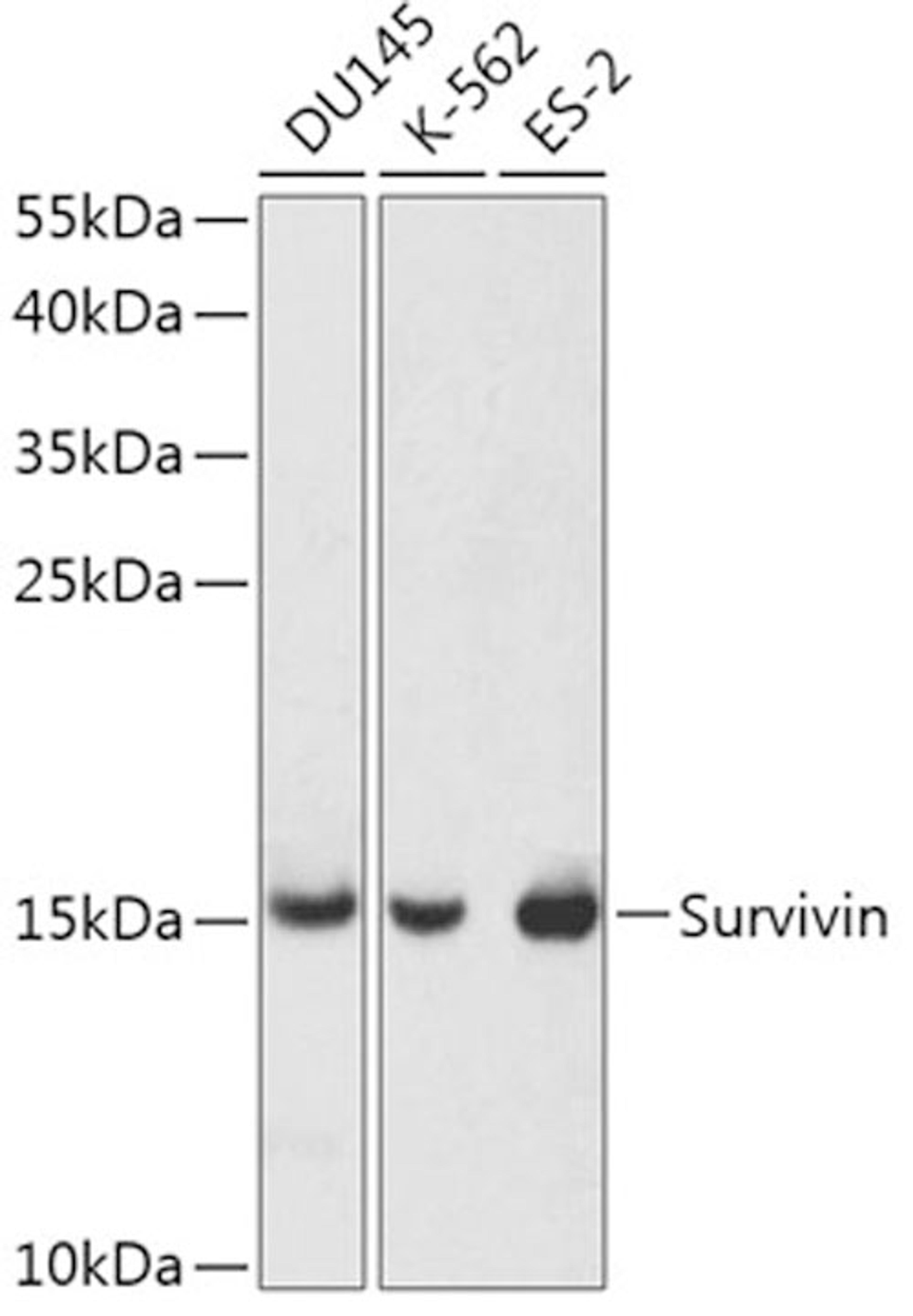 Western blot - Survivin antibody (A1551)