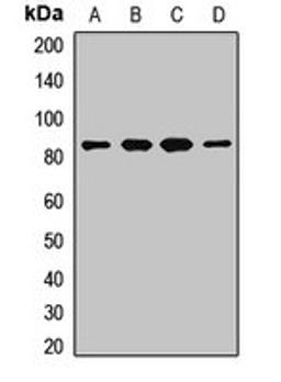 Western blot analysis of Hela (Lane1), mouse liver (Lane2), mouse kidney (Lane3), rat liver (Lane4) whole cell lysates using MUT antibody