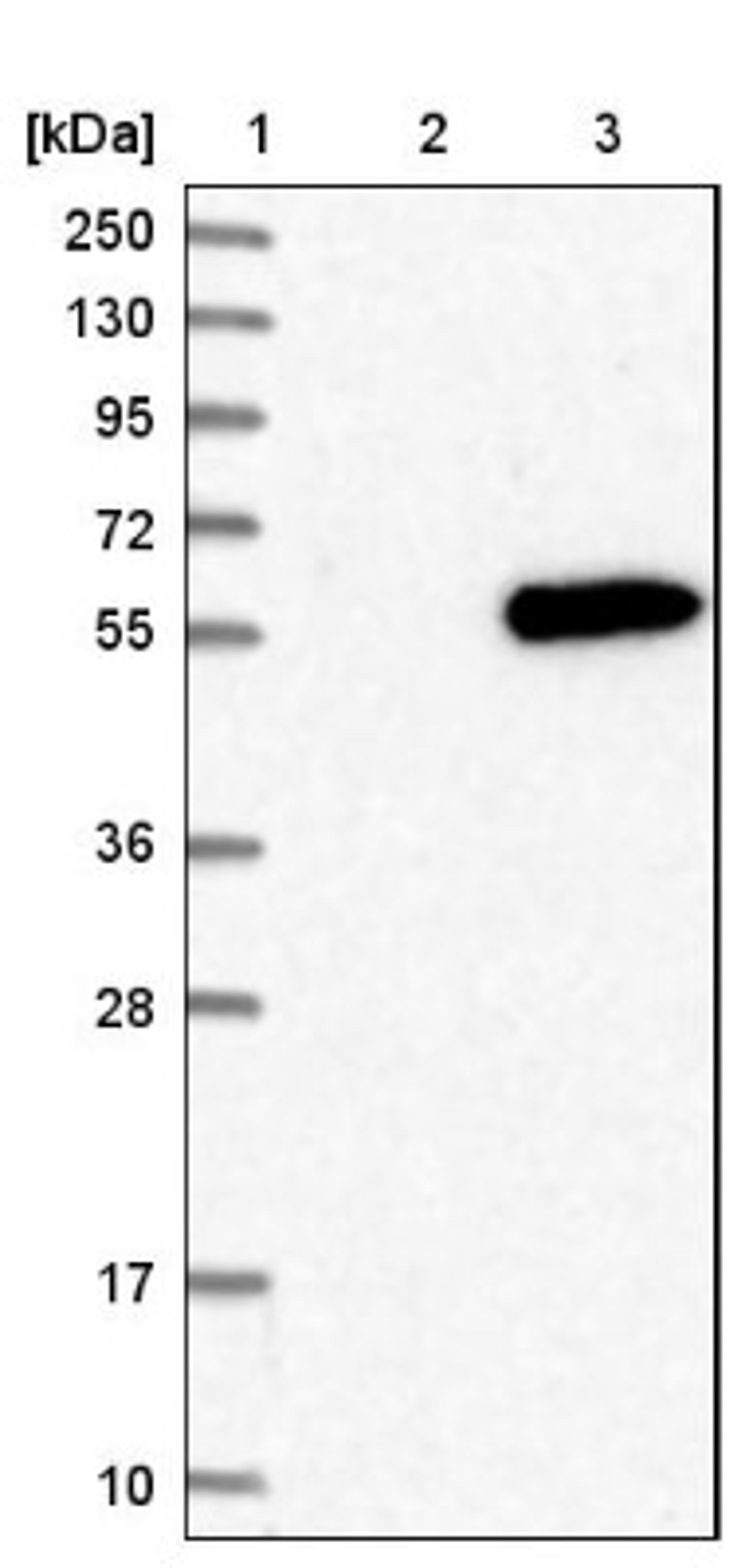 Western Blot: MNK2 Antibody [NBP1-92129] - Lane 1: Marker [kDa] 250, 130, 95, 72, 55, 36, 28, 17, 10<br/>Lane 2: Negative control (vector only transfected HEK293T lysate)<br/>Lane 3: Over-expression lysate (Co-expressed with a C-terminal myc-DDK tag (~3.1 kDa) in mammalian HEK293T cells, LY413712)