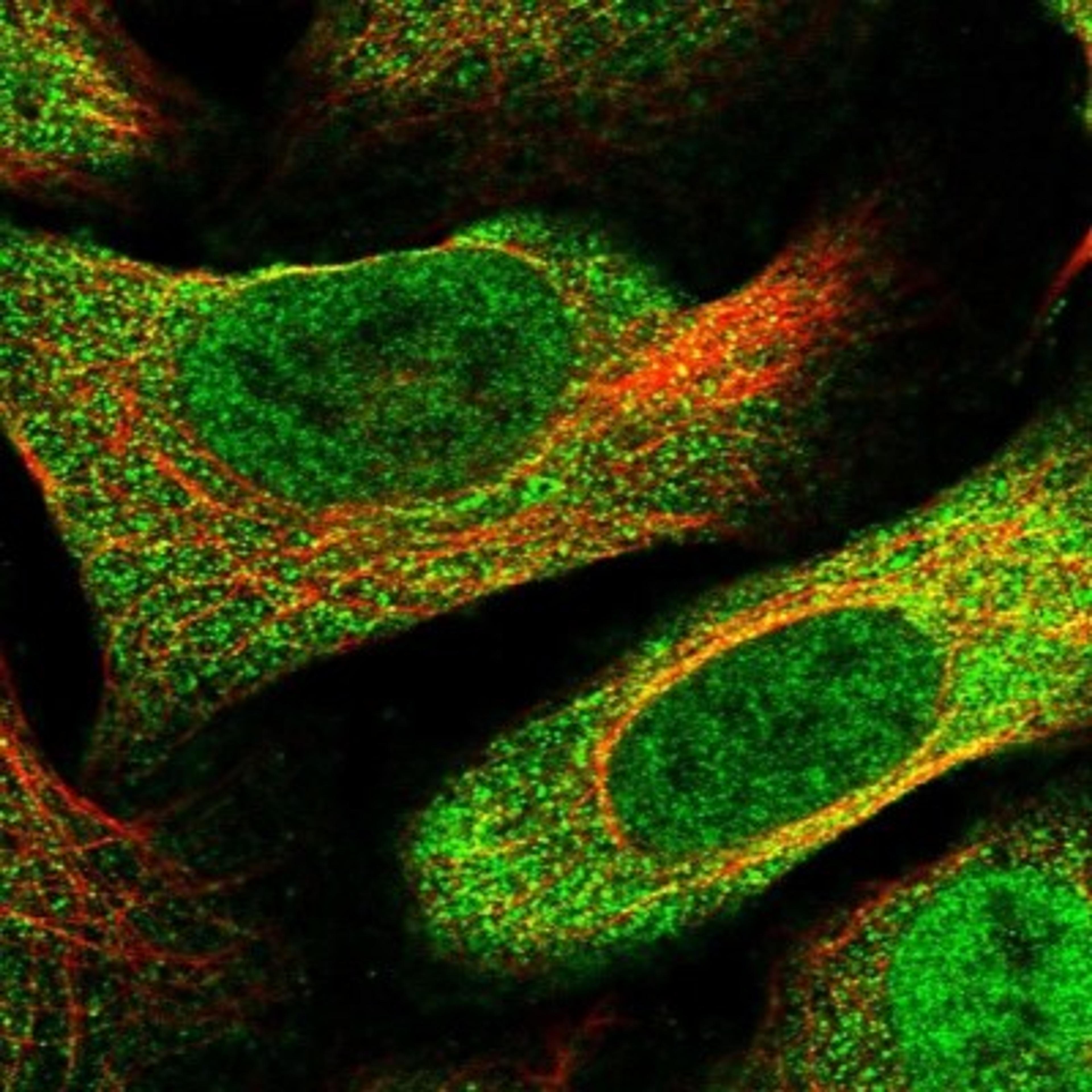 Immunocytochemistry/Immunofluorescence: FOXS1 Antibody [NBP1-91911] - Staining of human cell line U-2 OS shows positivity in nucleus but not nucleoli & cytoplasm.