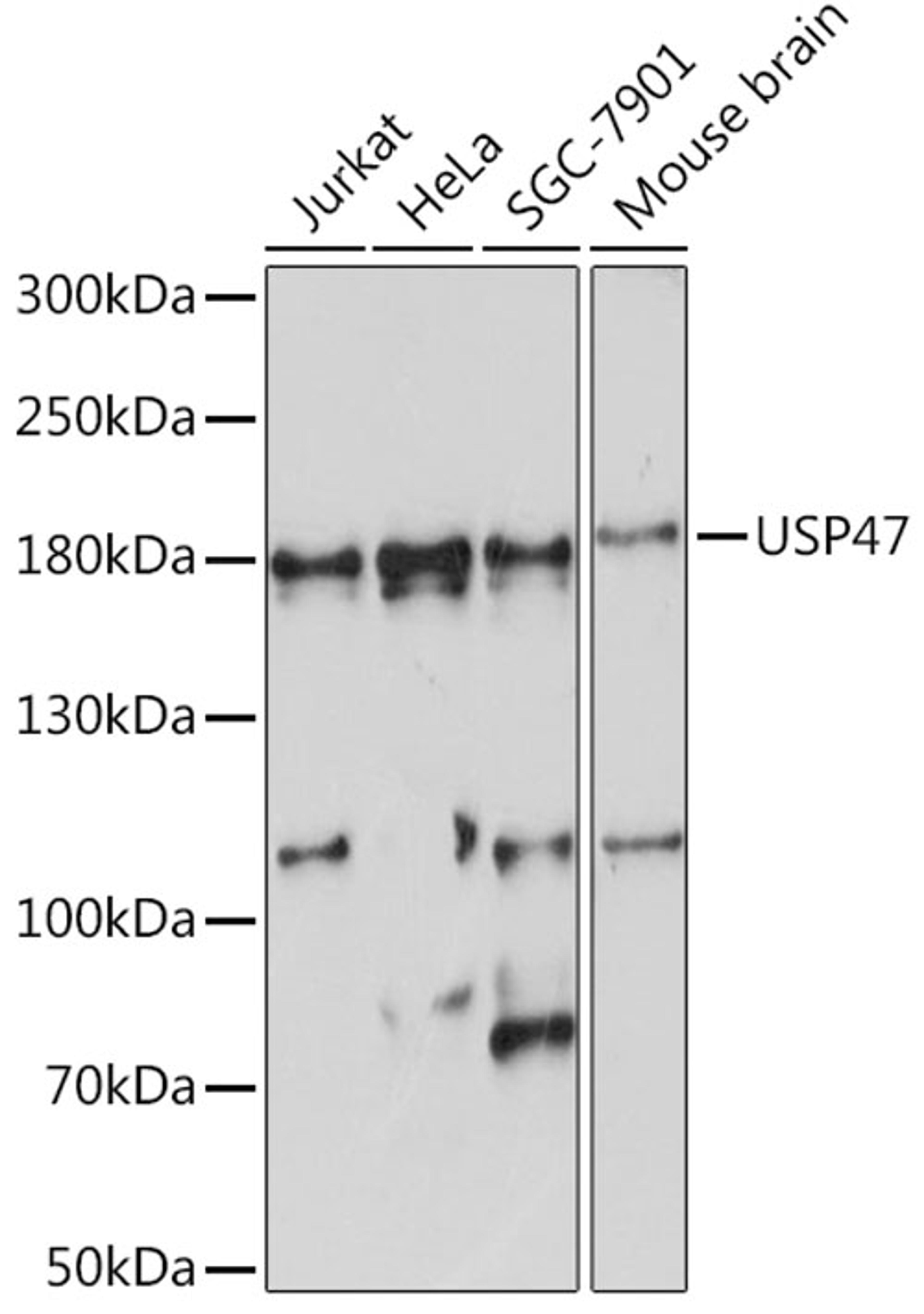 Western blot - USP47 Rabbit pAb (A15461)