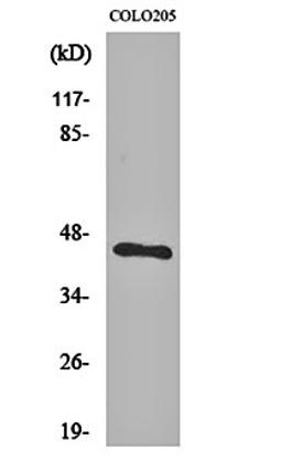 Western blot analysis of COLO205 cell lysates using BMP-8A antibody