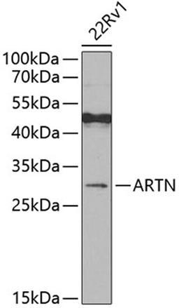 Western blot - ARTN antibody (A7949)