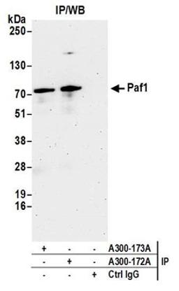 Detection of human Paf1 by western blot of immunoprecipitates.