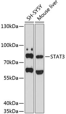 Western blot - STAT3 antibody (A11216)